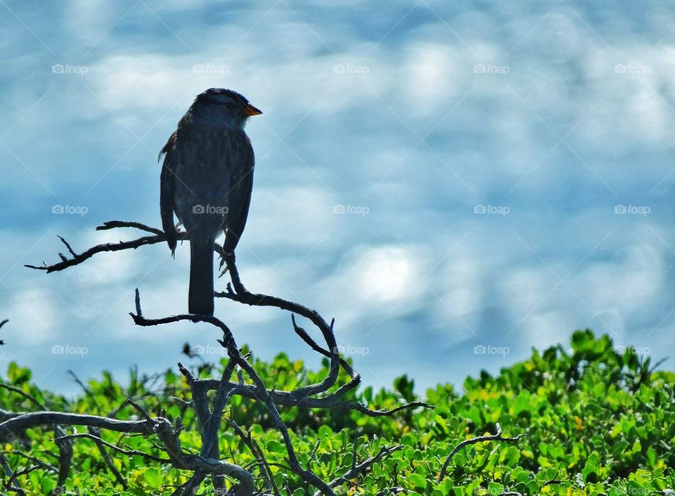 Wild California Finch