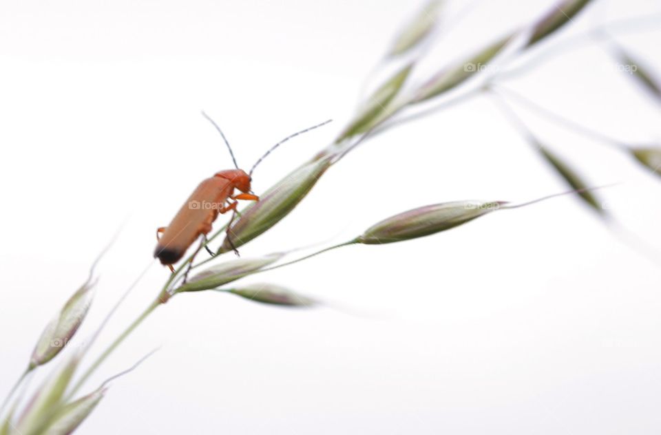 Insect on the grass