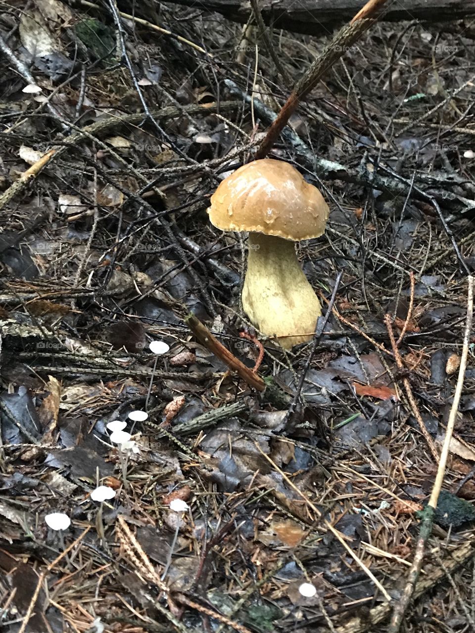 Wild cep mushroom in the forest