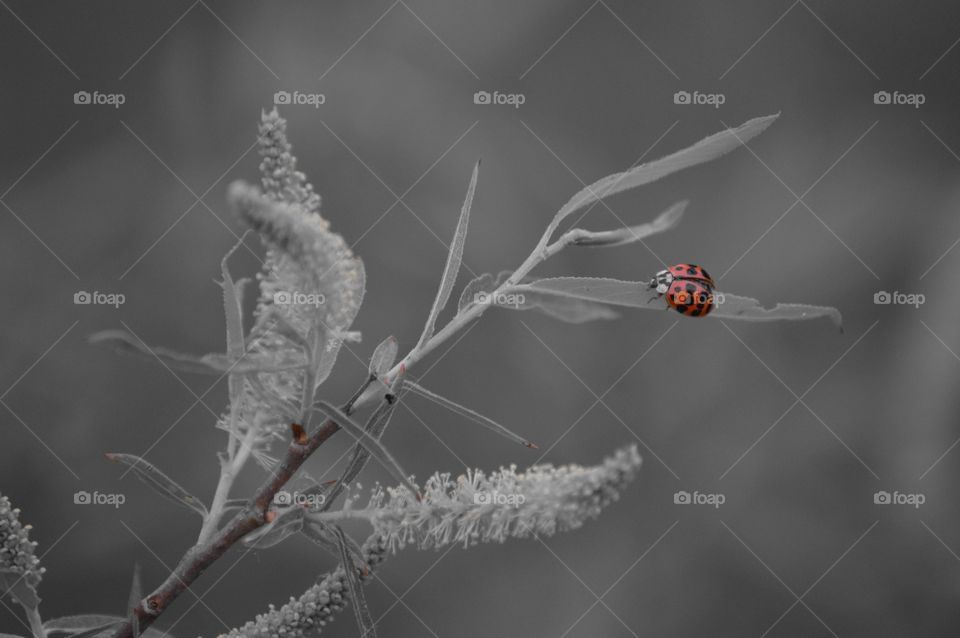 Lady in red. 🐞💃🐞