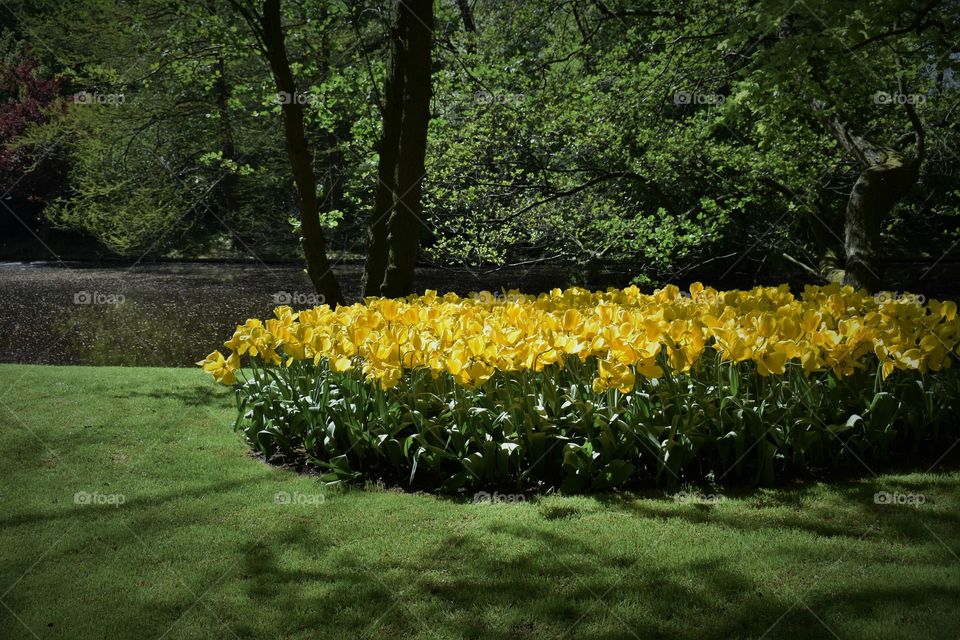 Yellow Spring at Keukenhof Park. Sunny day. Beautiful yellow flowers. Vibrant green grass. Relaxing environment.