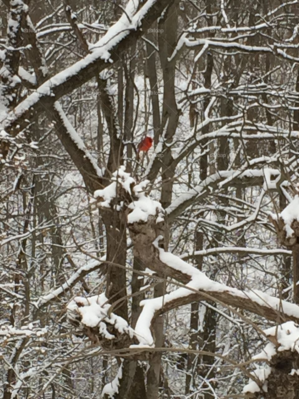Birds on a snowy day