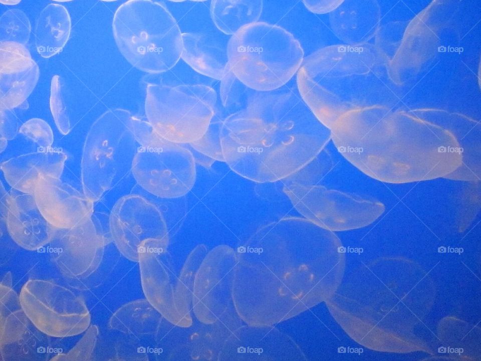 Jellies!!!