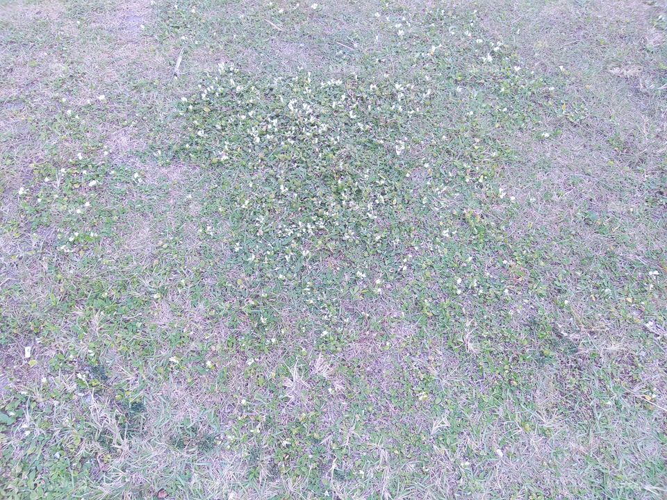 vegetação rasteira com pequenas flores brancas