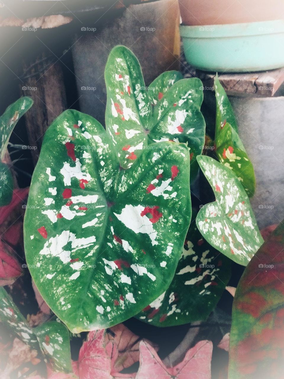 Flowers, plants, including wood grains that have different colors.