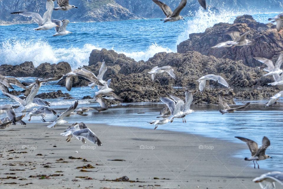 Flight of seagulls