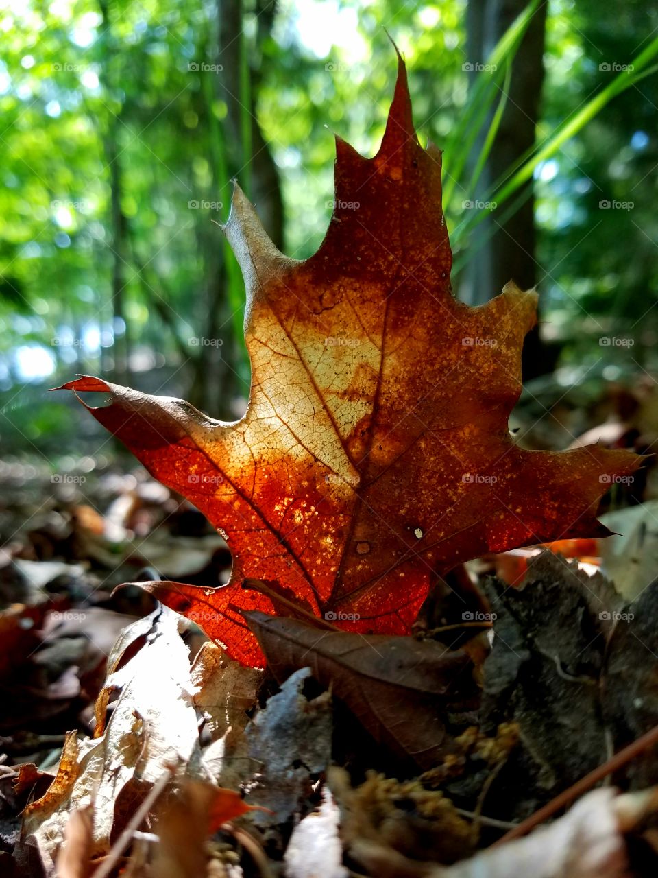 leaf filtering