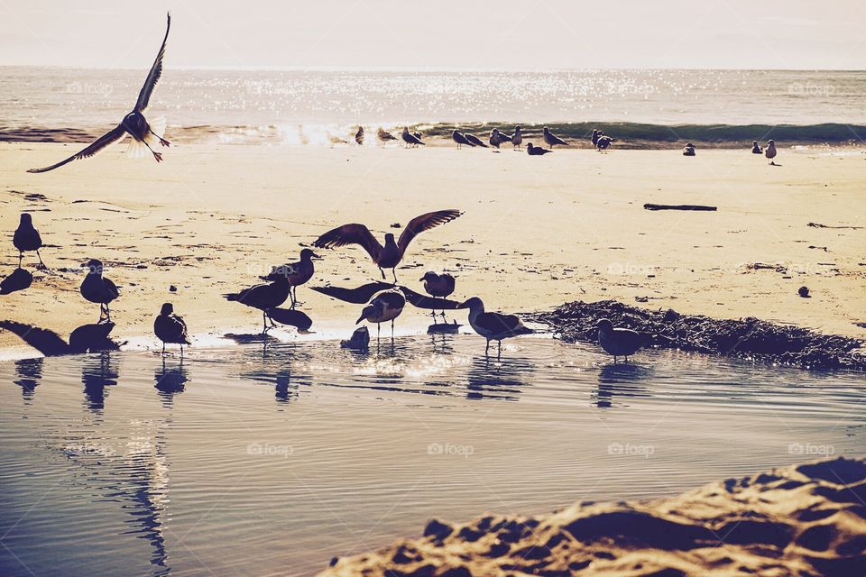 Gulls playing on the beach