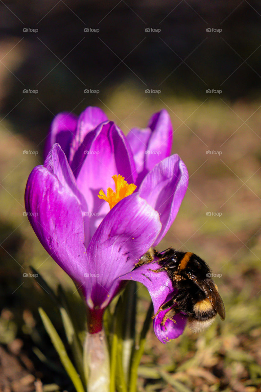 Bee on a crocus 