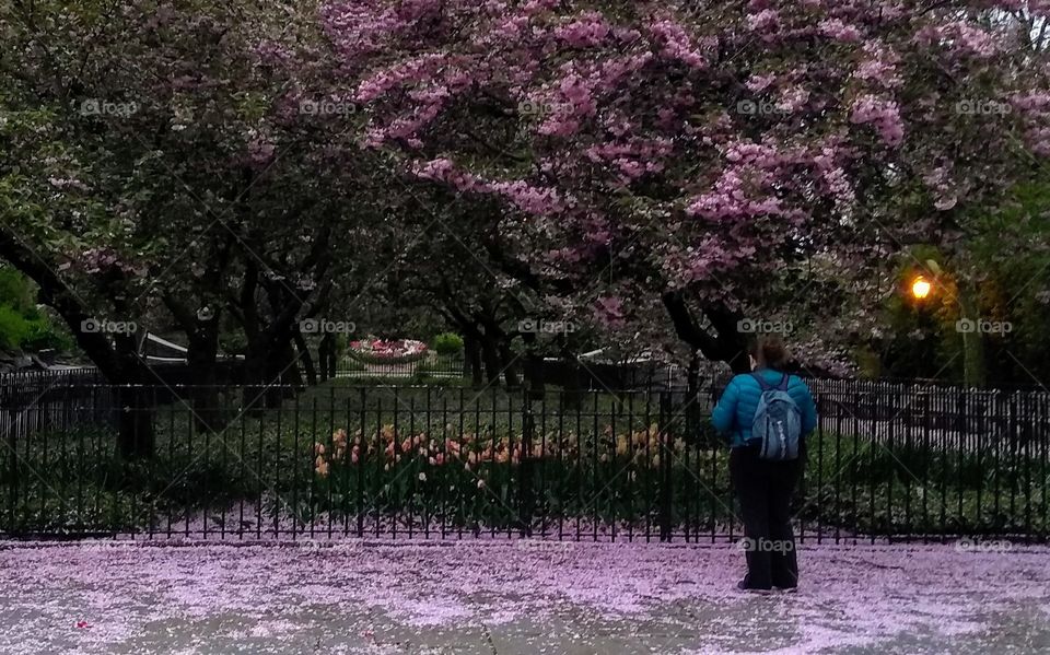 Woman Taking a Photo of Spring Flowers and Trees