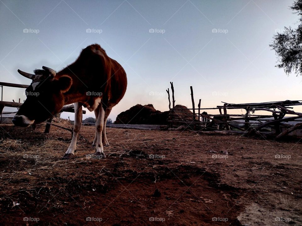 Cow in stall