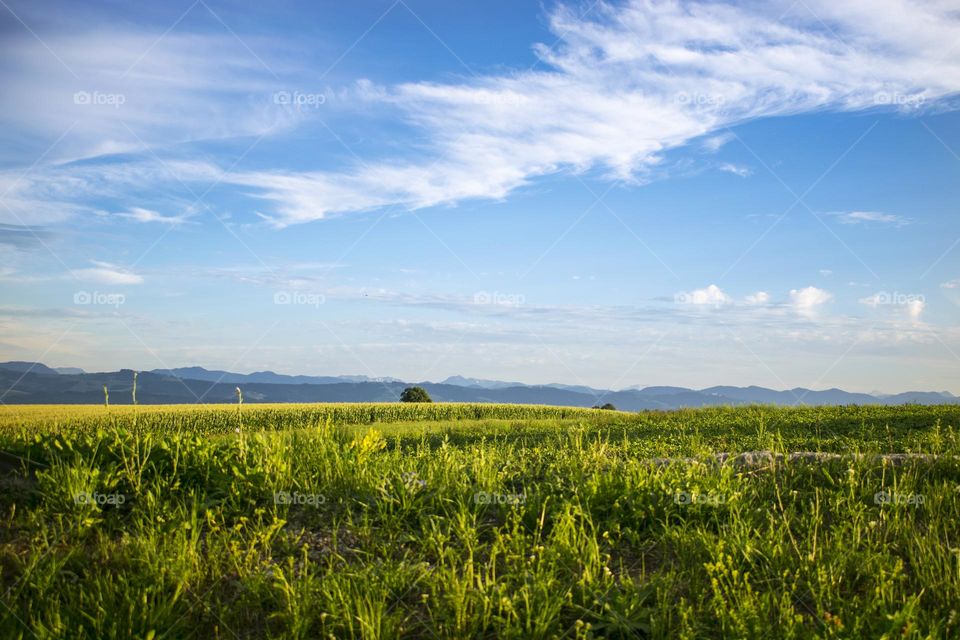 Beautiful green meadow at sunset in summer with a view on the mountains