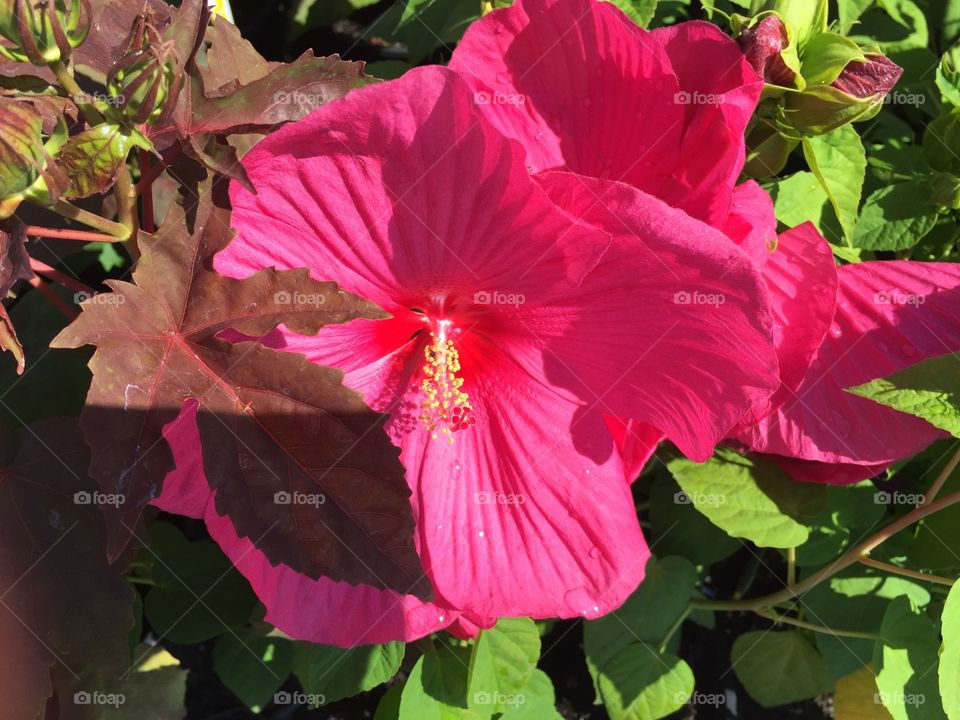 Bright Pink Hibiscus