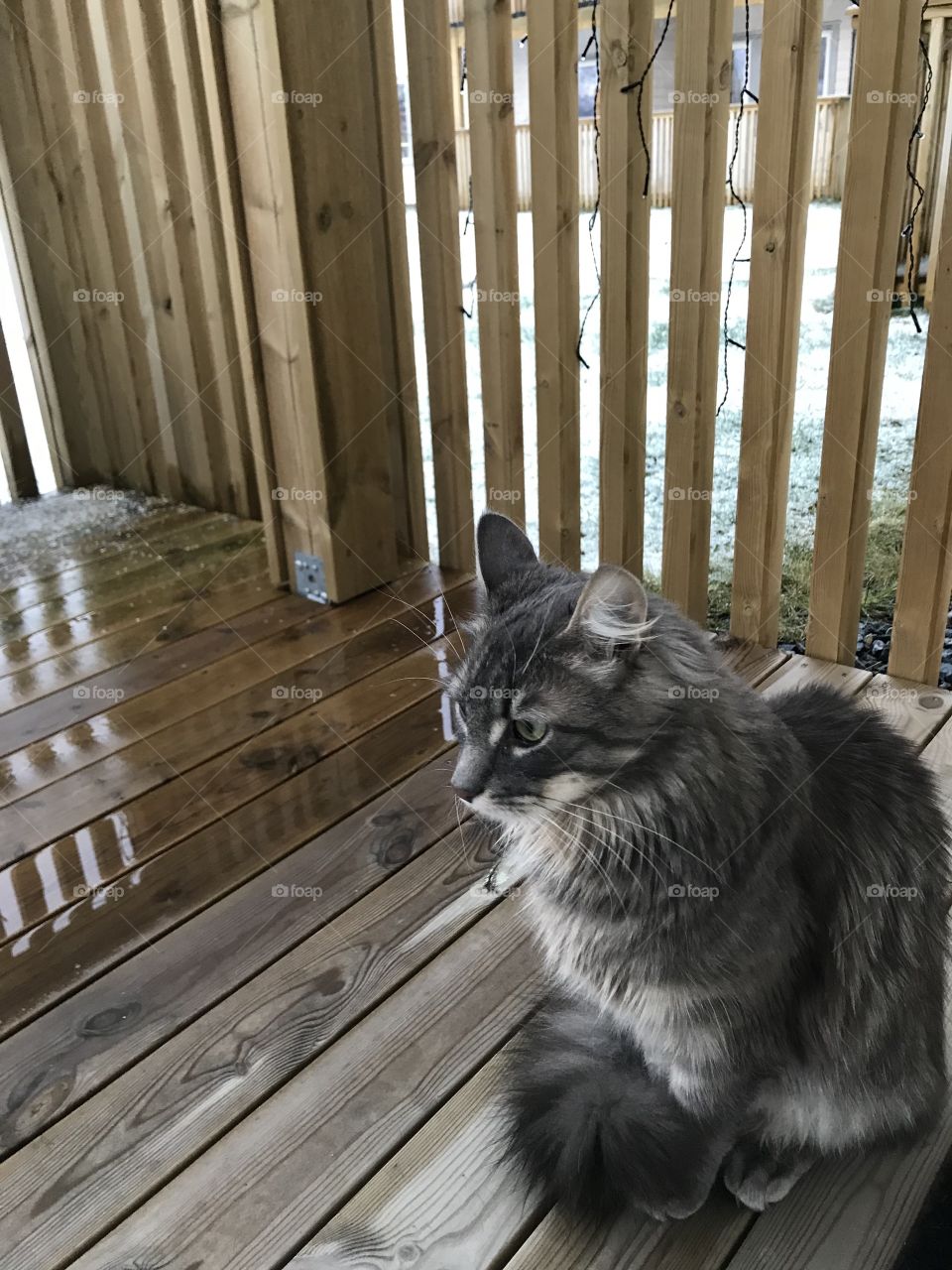 My beautiful cat, Silver.