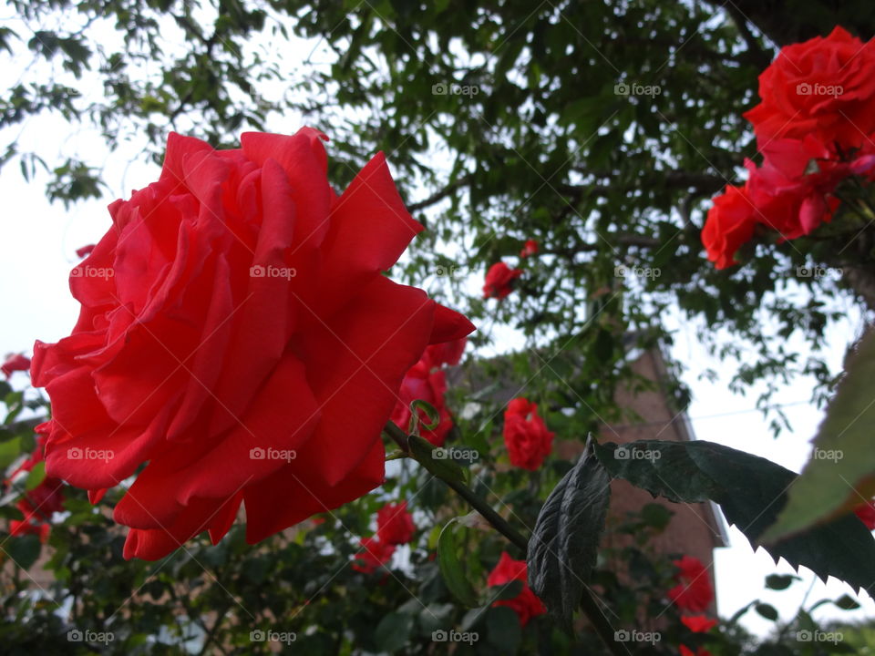 red rose