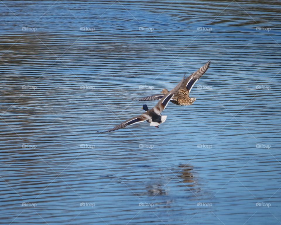 Ducks fly over lake