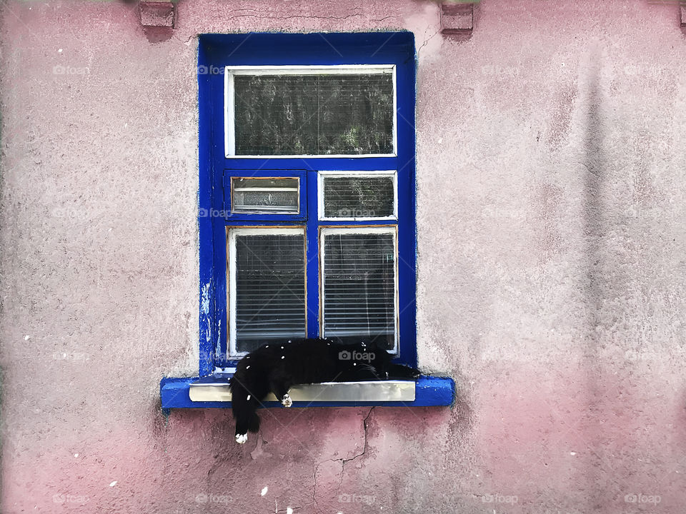 Adorable cat enjoying the spring petals rain at the rustic wooden window 