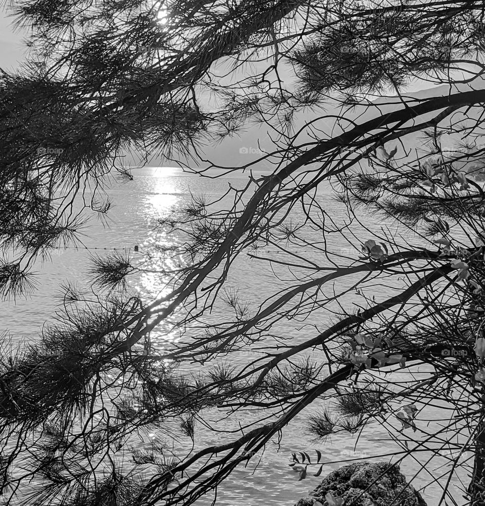 Adriatic, monochrome sea summer landscape: rays of the setting sun through pine branches
