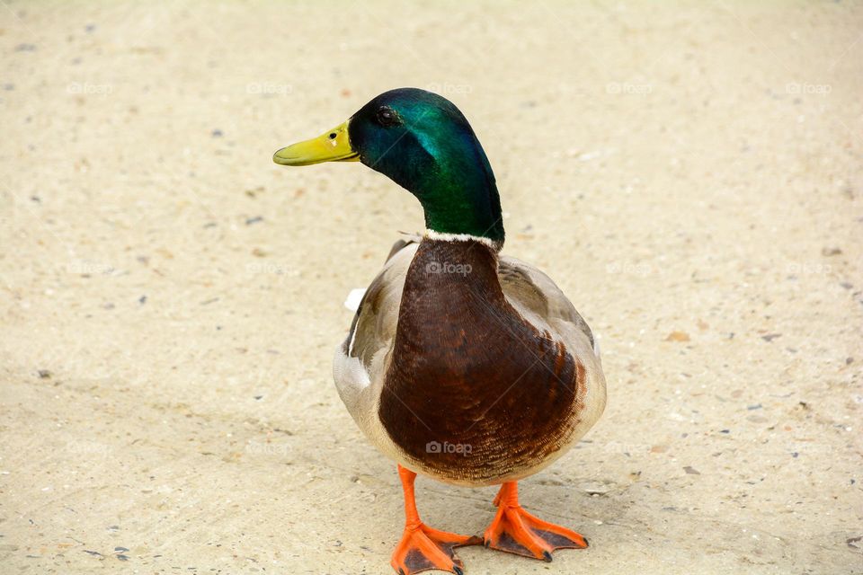 ..he proudly posed...