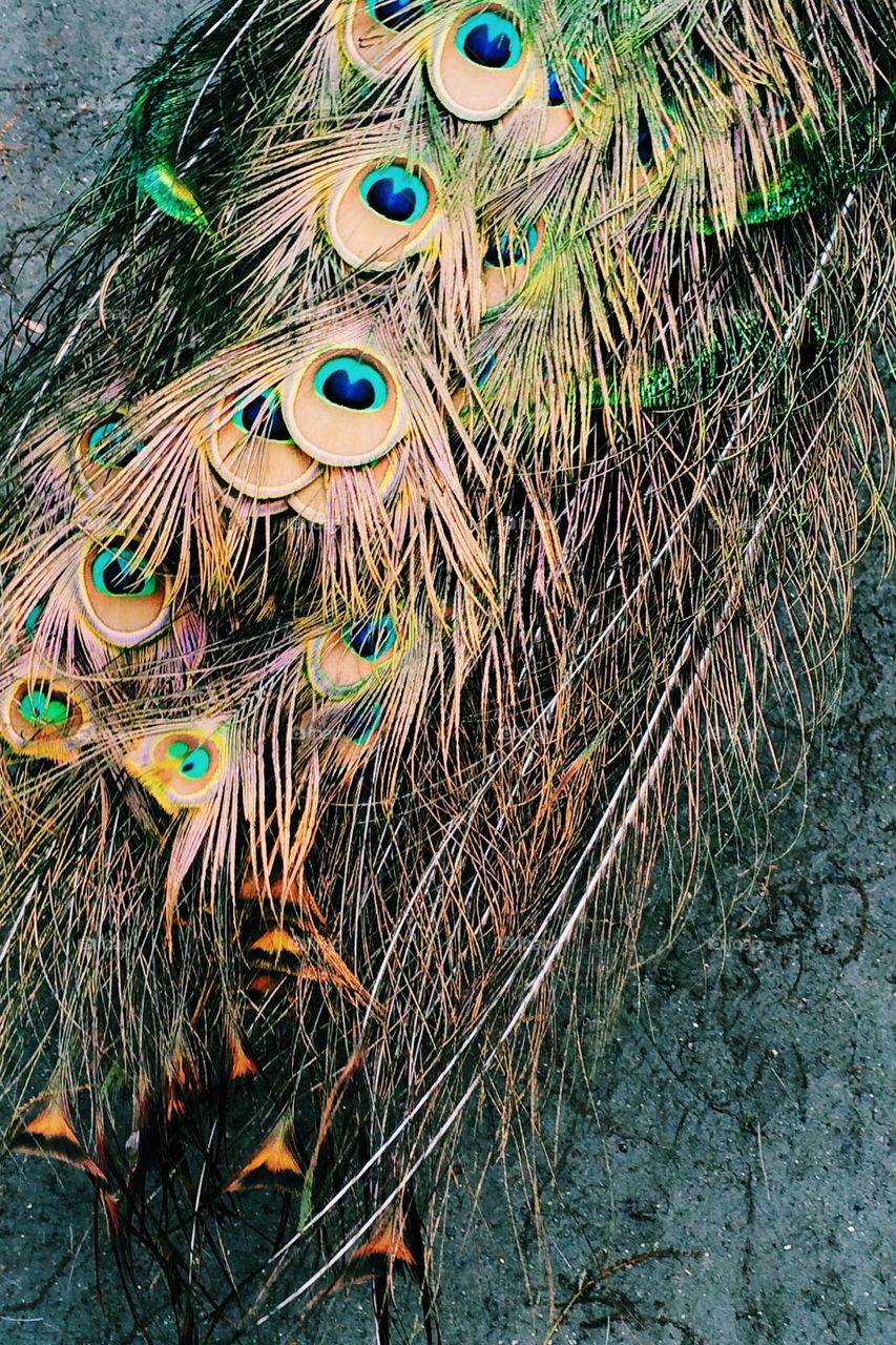 Peacock Plumes. Feathers