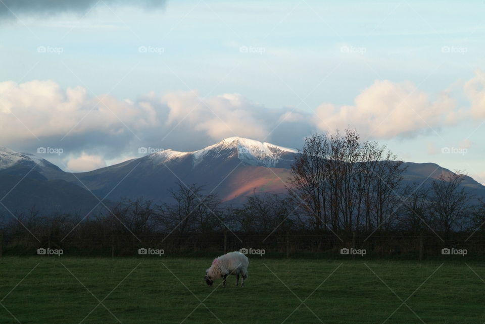 View of sheep grazing forest