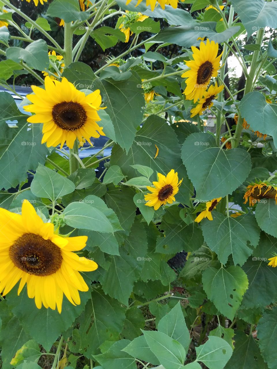 Happy sunflowers