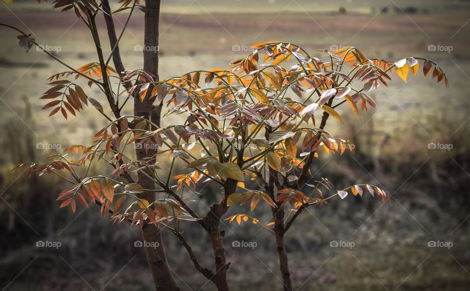 New Leaf of Spring Season 