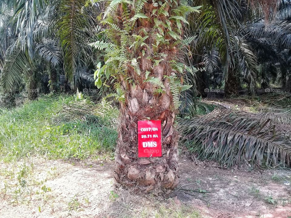 Block Numbering palm oil.letter C017/08 means name block and planting year.number 20.71 HA means area of the block.letter DMS means the type of seeds planted in the block
