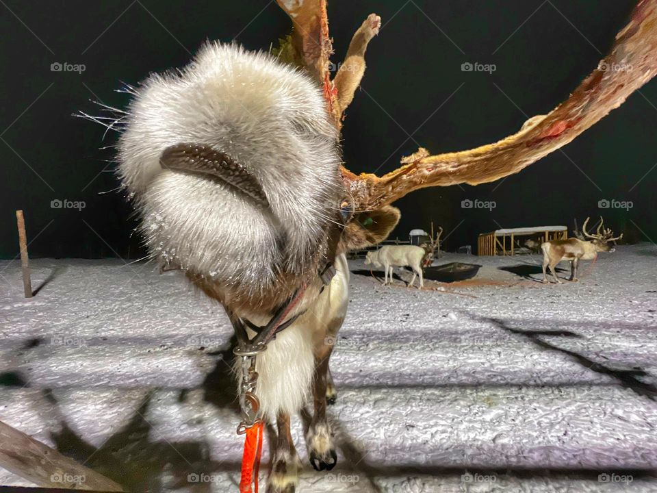 Macro shot of a reindeer 