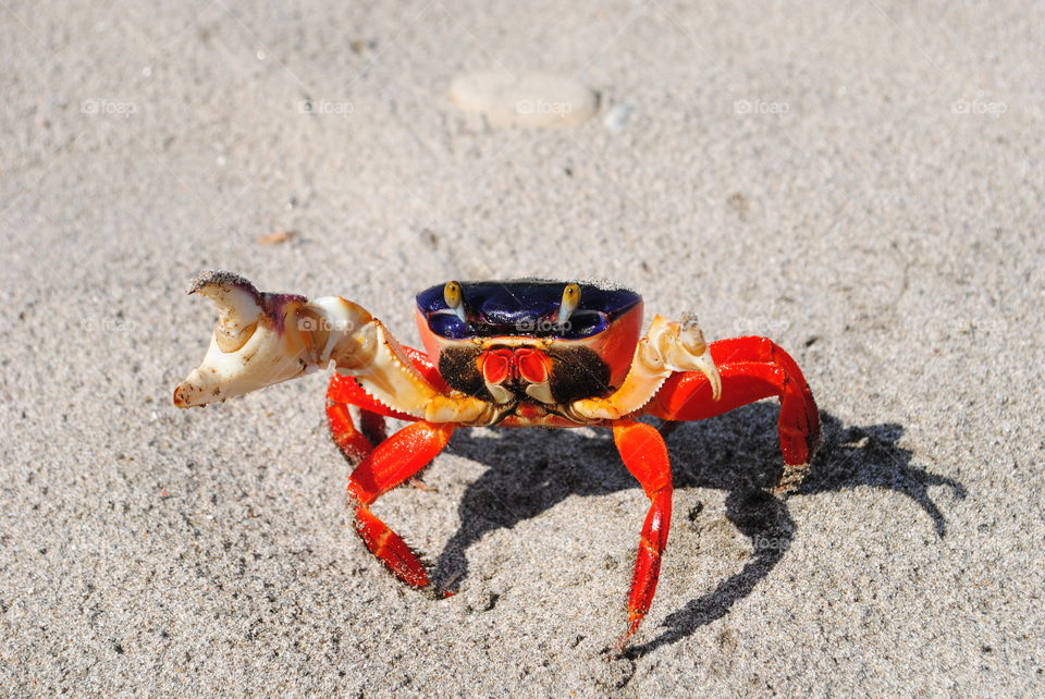 sea crab