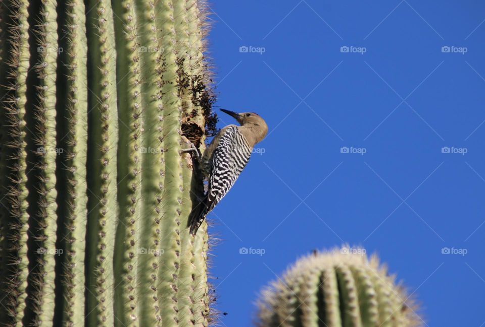 Woodpecker Building Nest in Saguaro