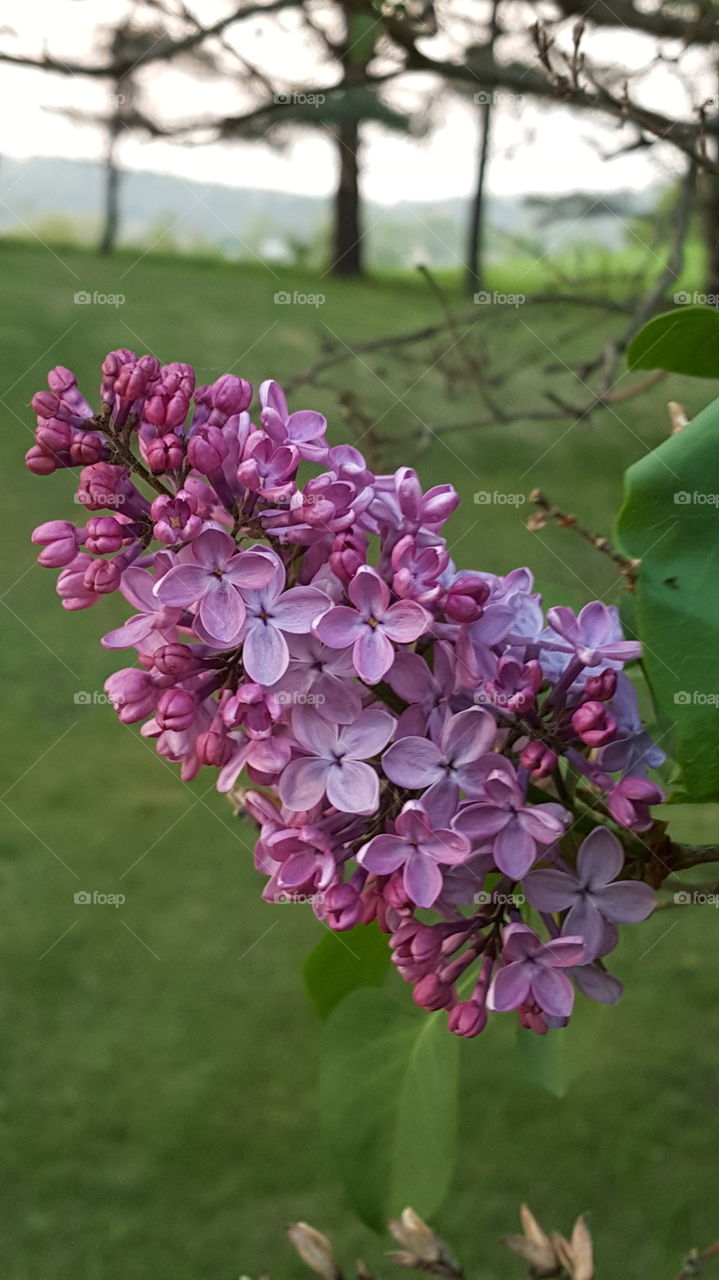 Lilac Blooming
