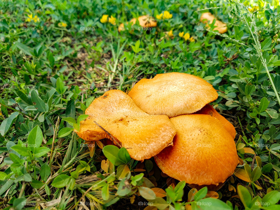 orange mushrooms in the wild