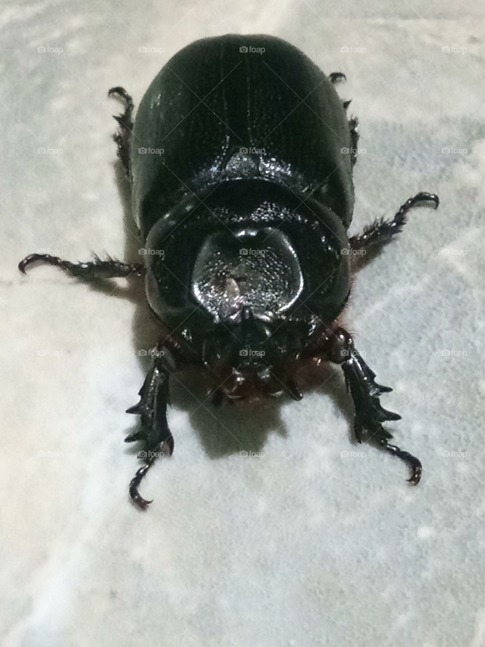 Beautiful black beetle