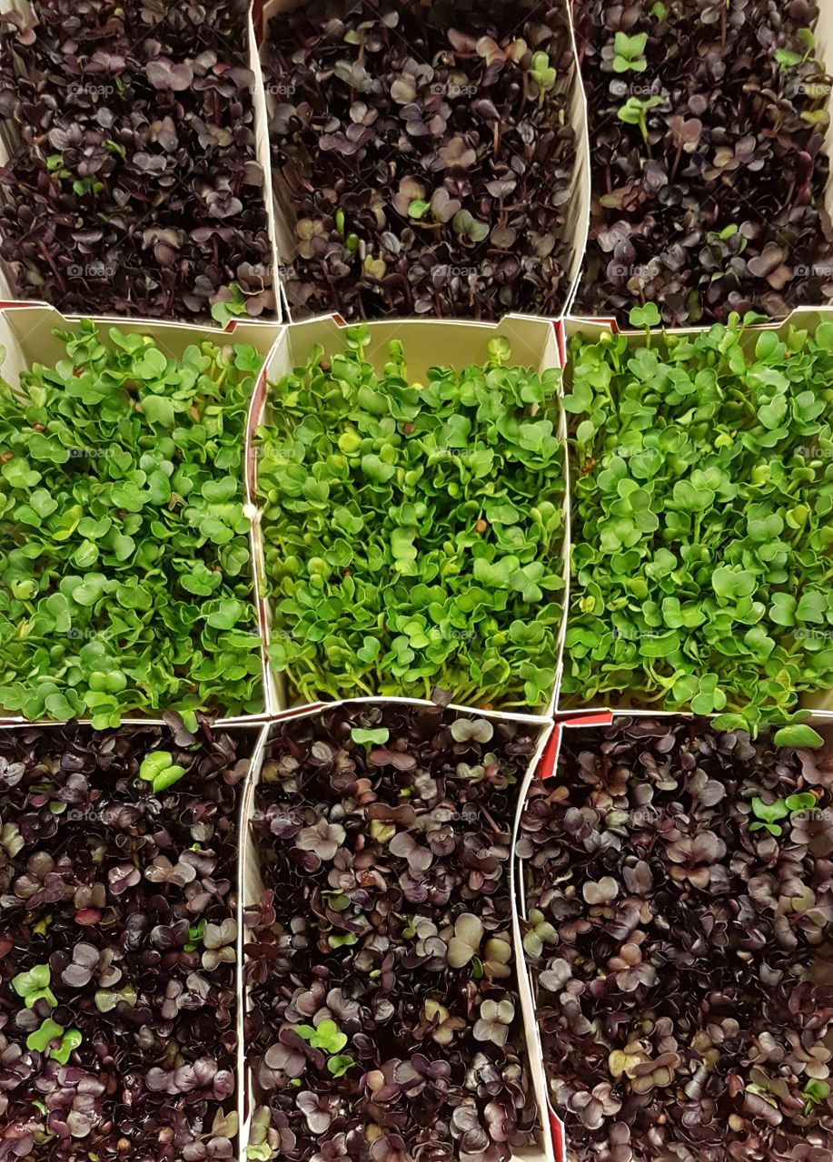 fresh watercress in green and black