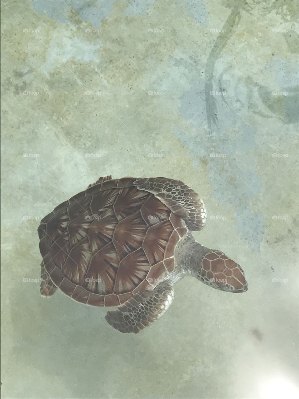 Turtle
