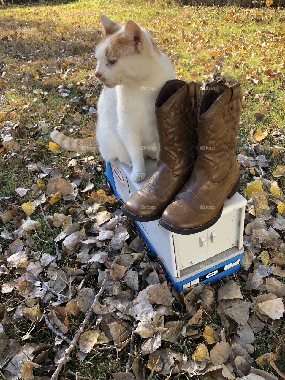 An autumn nice day and cats and cowboy boots 