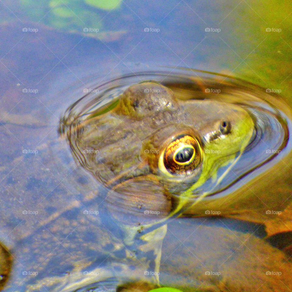 Frog in the water