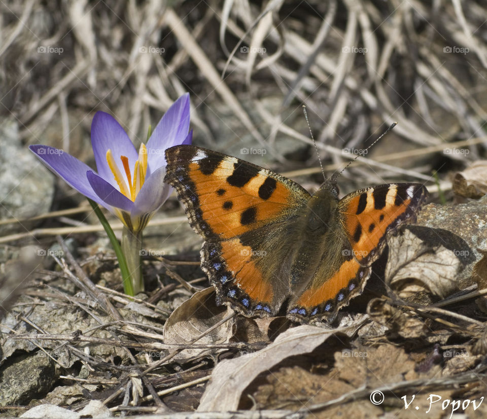 Small tortoiseshell