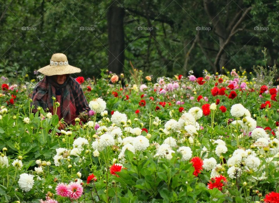 Glorious Colorful Garden