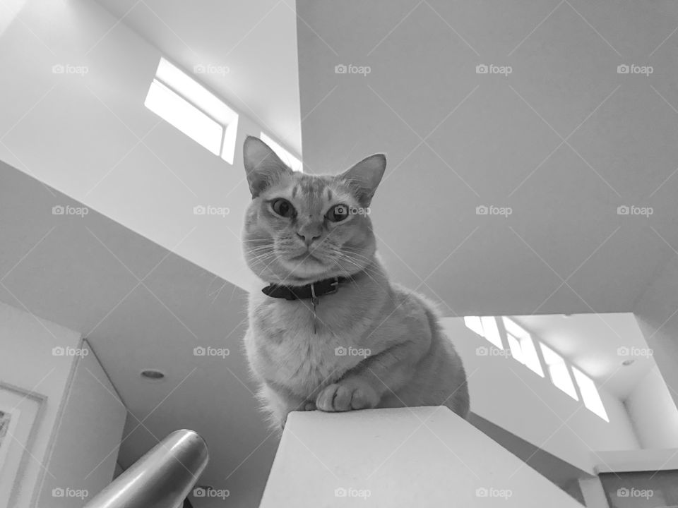 Burmese cat on top of the staircase looking down