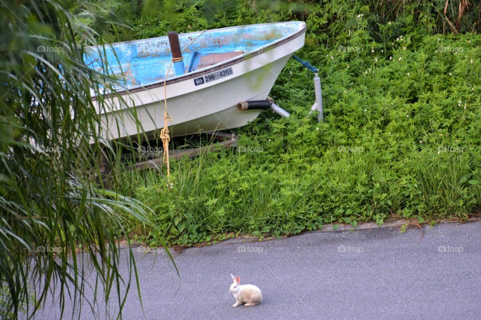A Bunny and a Boat