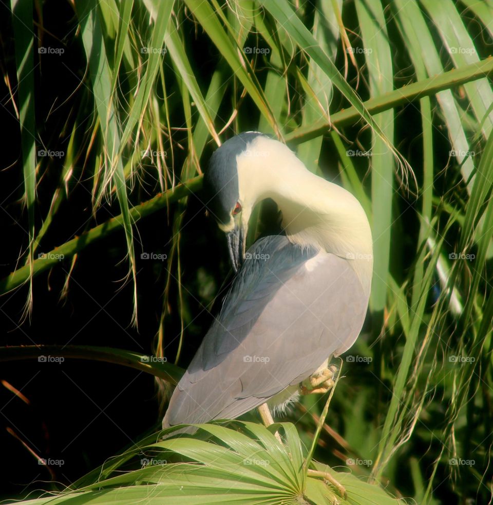 Black-crowned Night Heron in Palm Tree