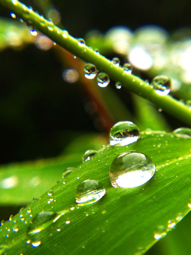 rain
