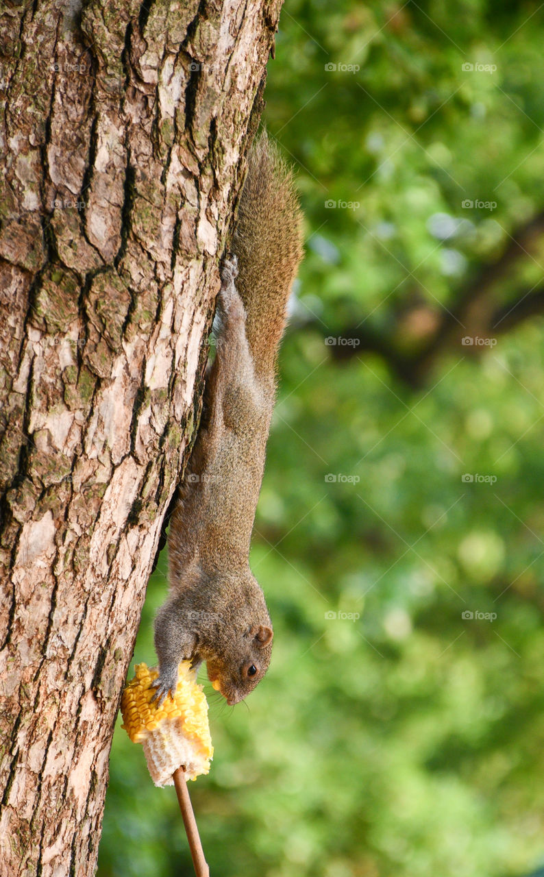 funny squirrel 