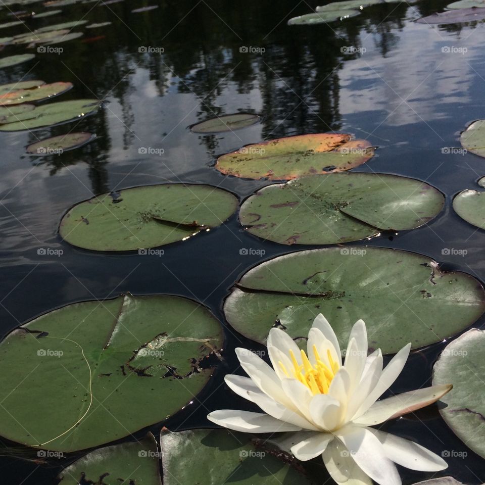 Water lily scene. Peaceful pond