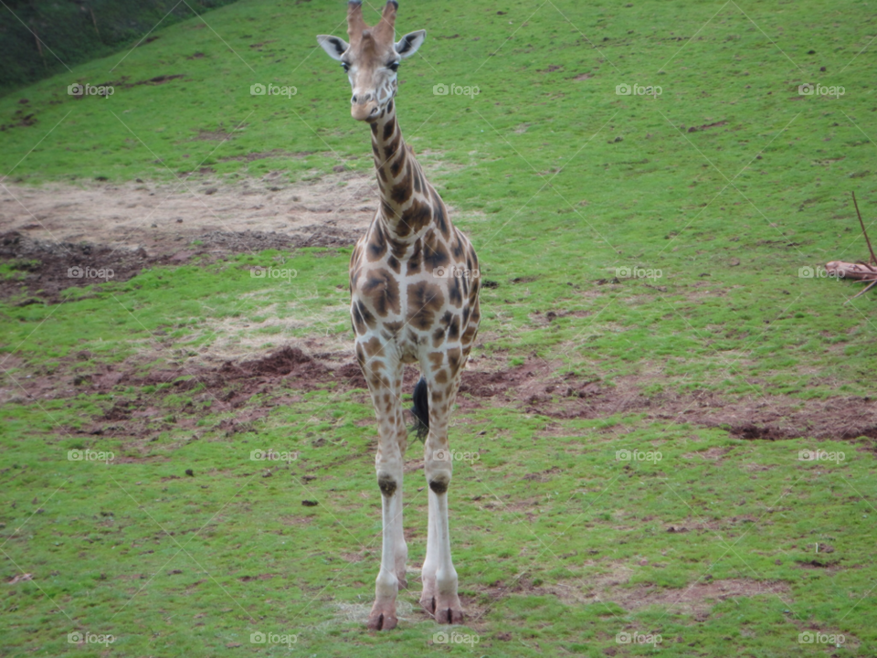 cute zoo giraffe by aland134