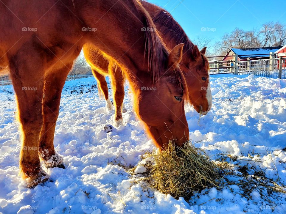 horses feeding in a cold winter