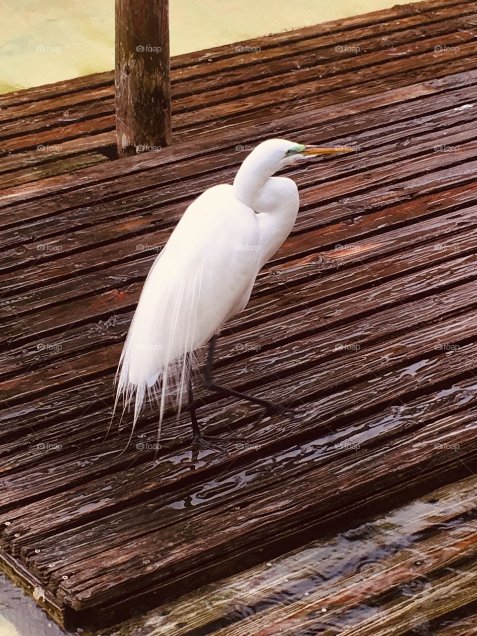 White bird 