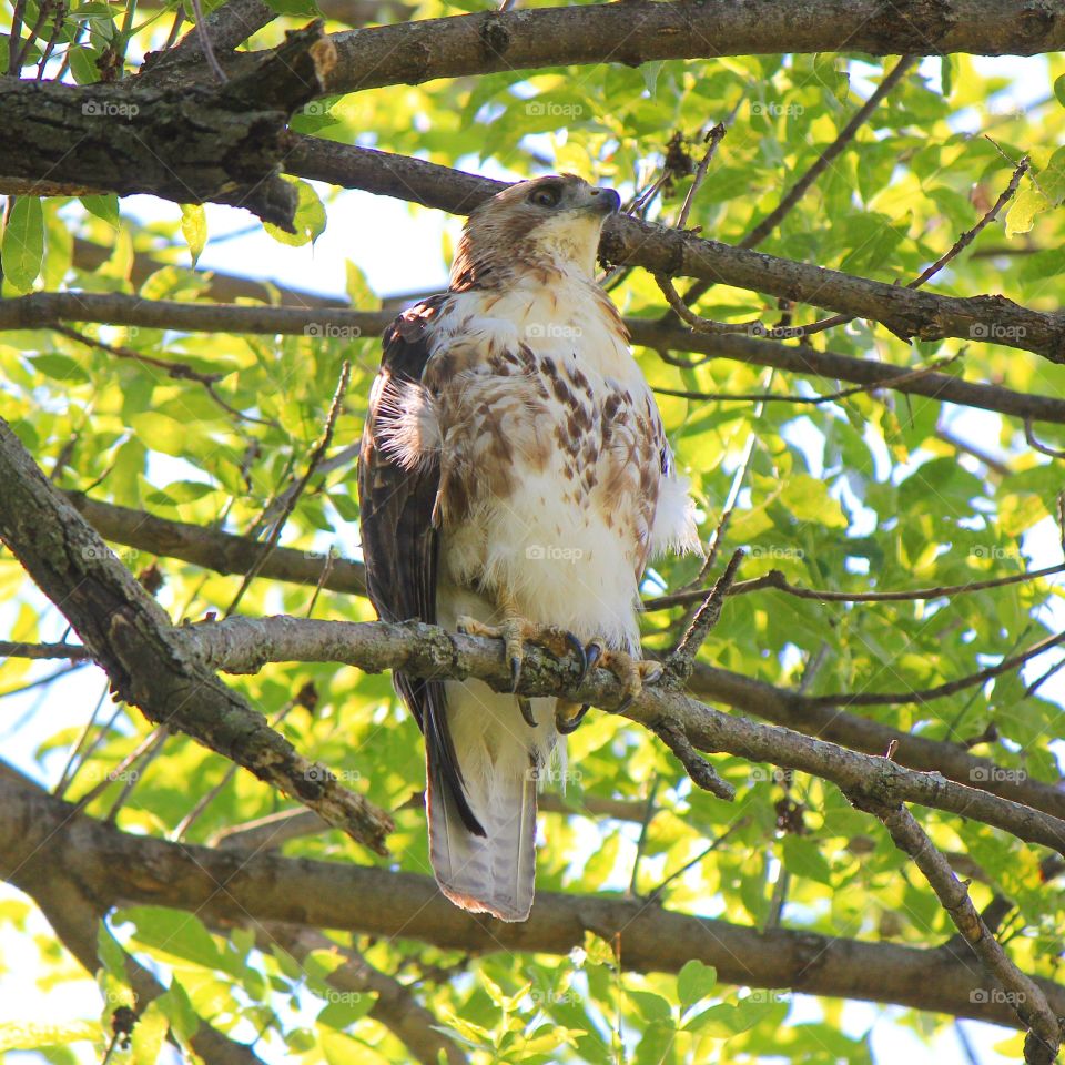 A hawk watching for some prey 